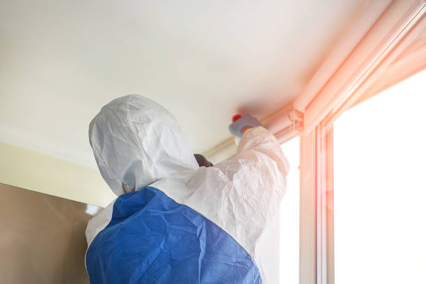  Easton, MD Mold Removal Pros