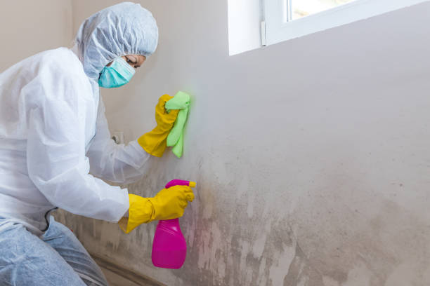 Best Forensic Mold Investigation in Easton, MD